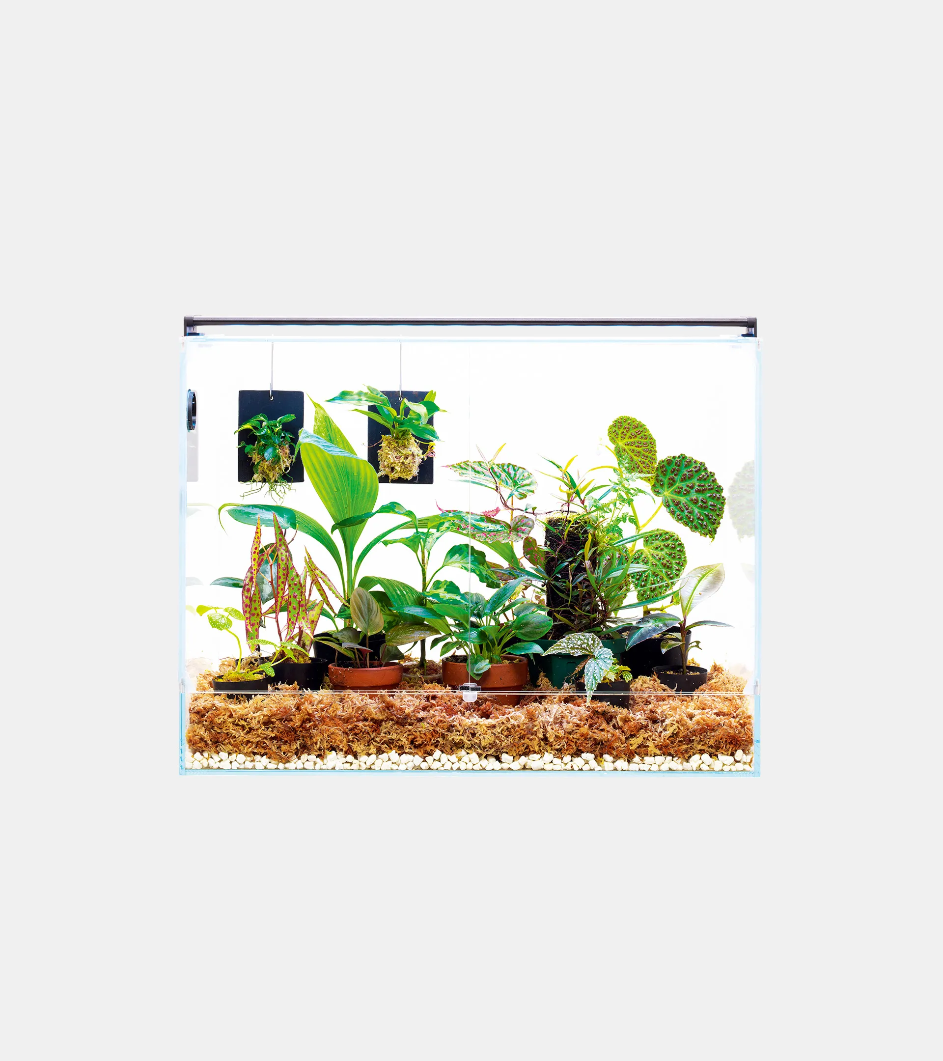 DOOA NEO GLASS PALUDA 簡約型雨林缸