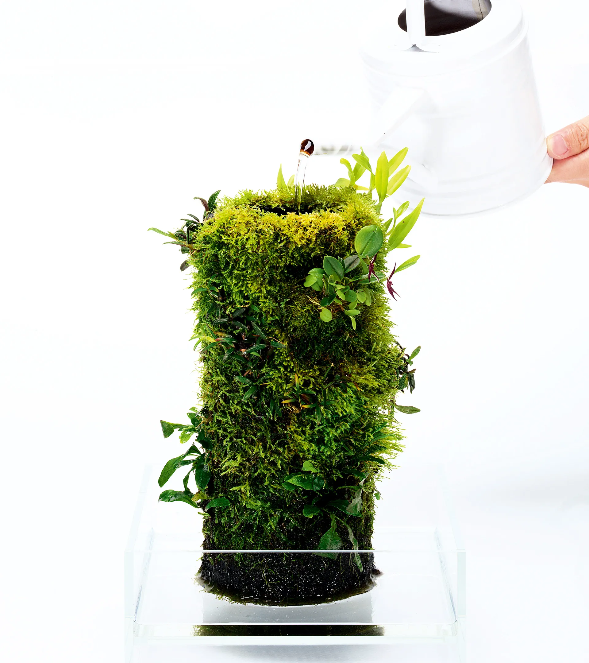 DOOA TERRA BASE 樹形培養基