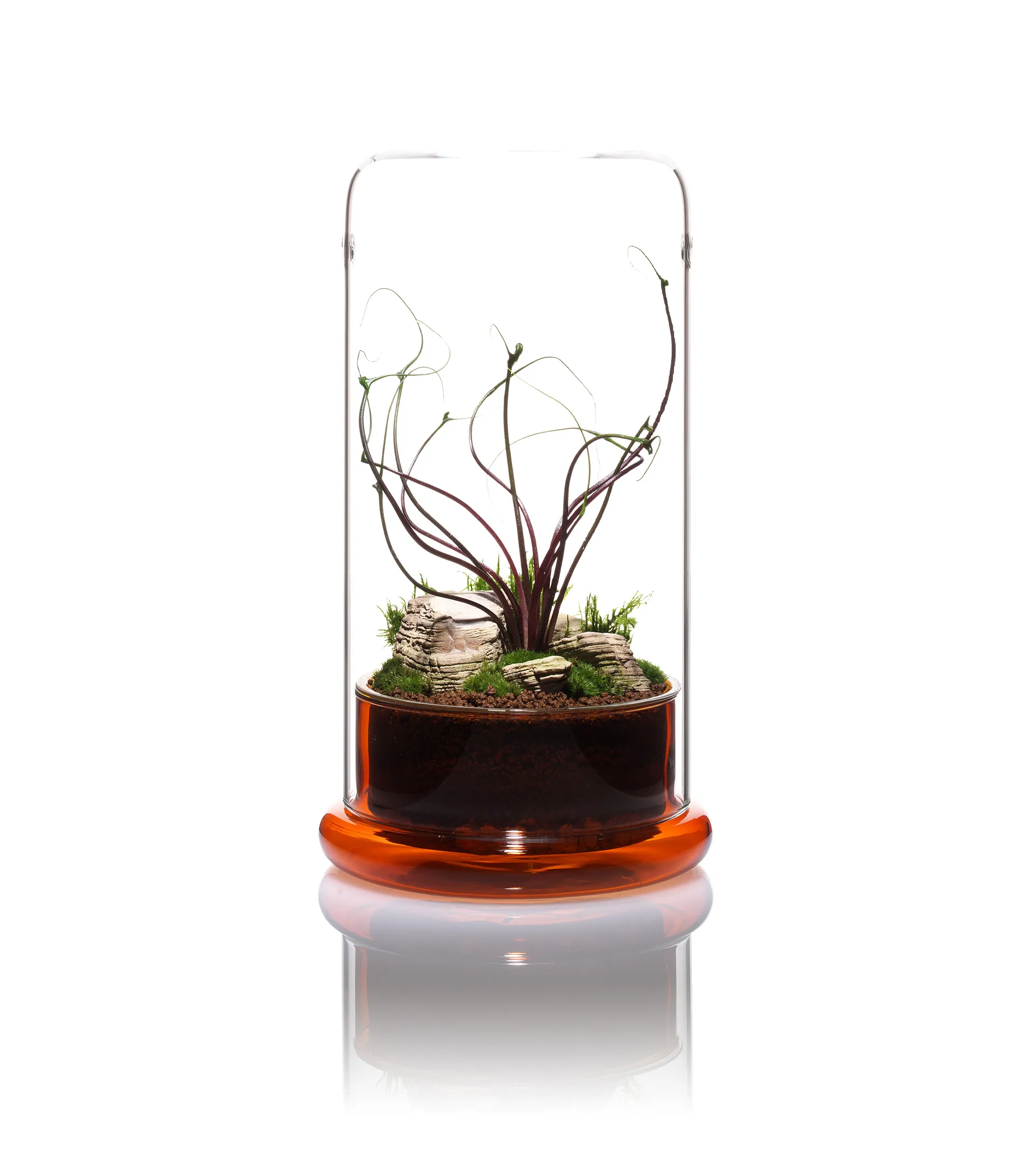 DOOA CELL植物生態瓶