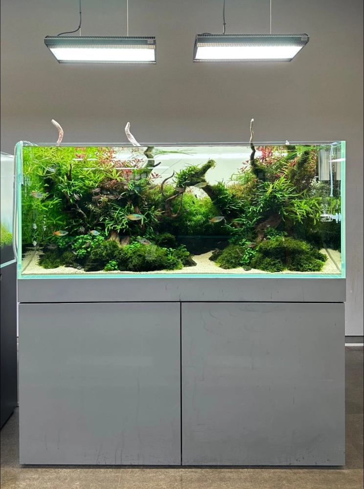 水草缸造景與維護