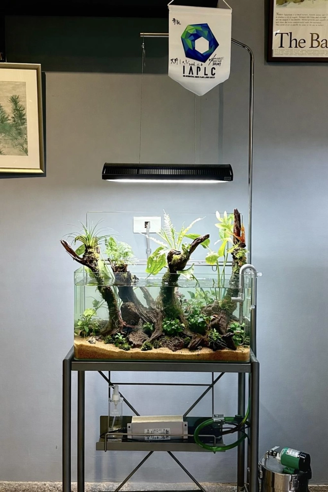 水草缸造景與維護