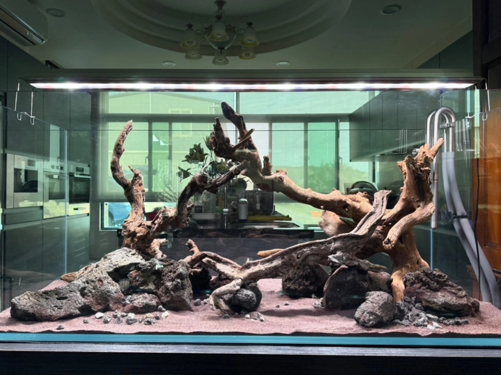 水草缸造景與維護