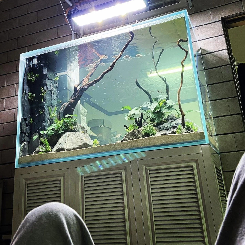 水草缸造景與維護