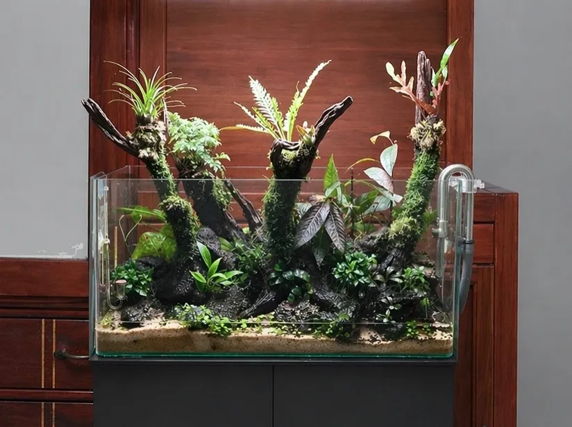 水草缸造景與維護
