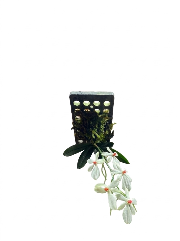 東昇竹蜻蜓蘭花