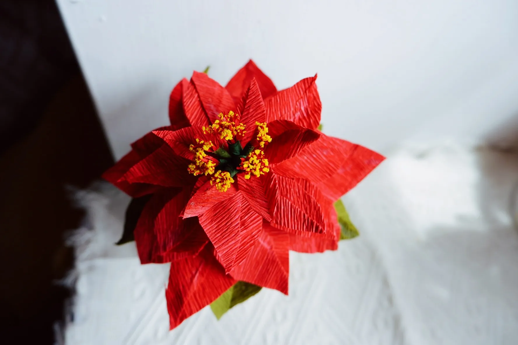 聖誕紅花盆