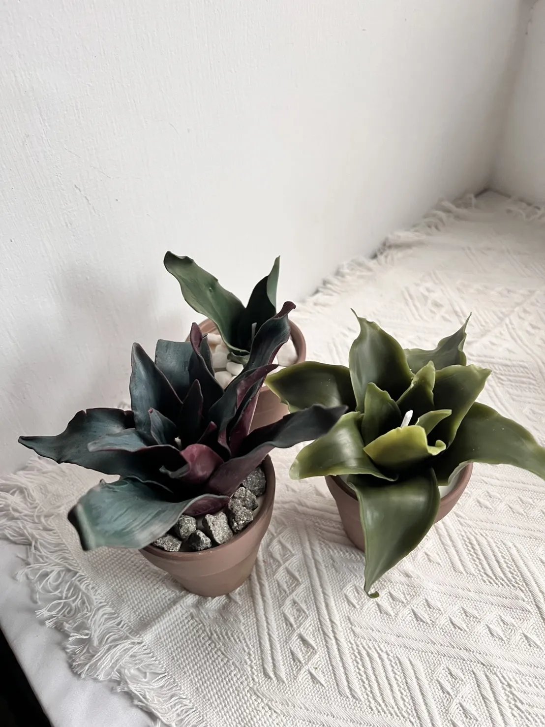 Clab Wax plant candle