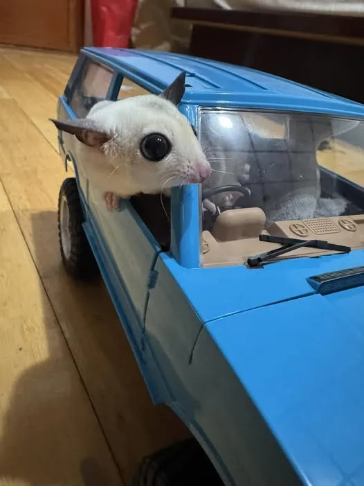 這樣開車會不會太帥
