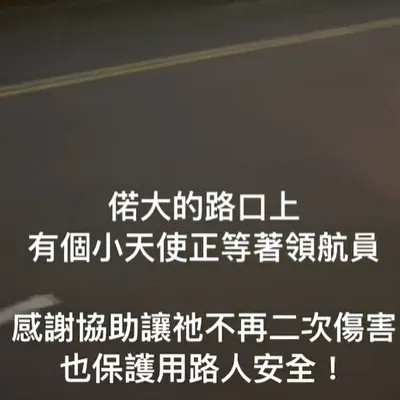 偌大的路口上 有個小天使正等著領航員｜流浪動物路殺