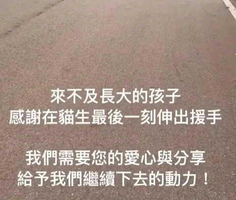 自在宇光-動物救援,流浪動物救援,苗栗動物救援,三灣流浪動物救援