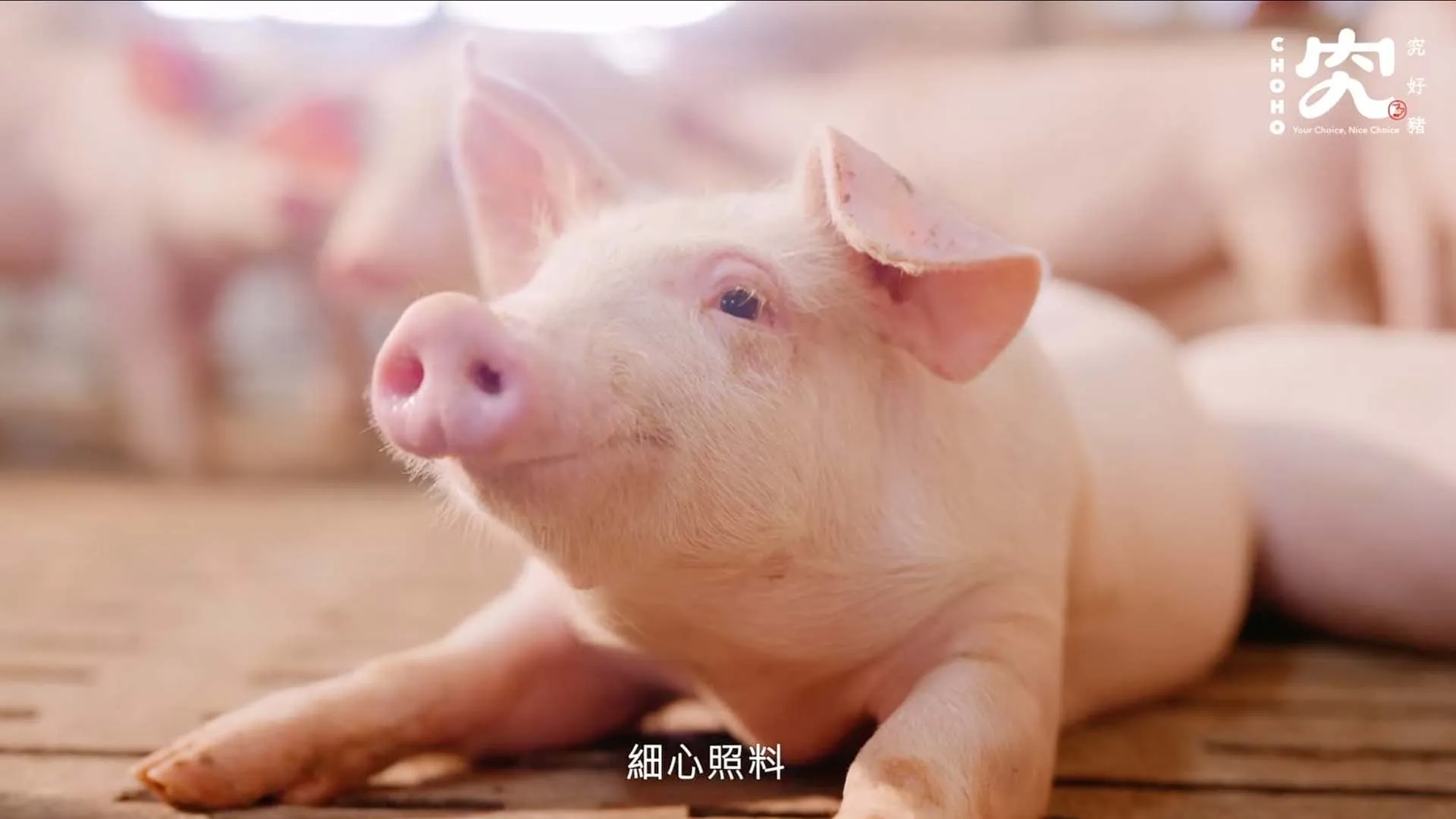 究好豬 | 一路講究，為了我們的心頭肉