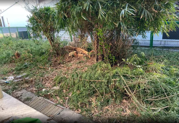 景觀除草｜台中景觀除草｜台中防水工程｜大雅景觀除草｜大雅防水工程