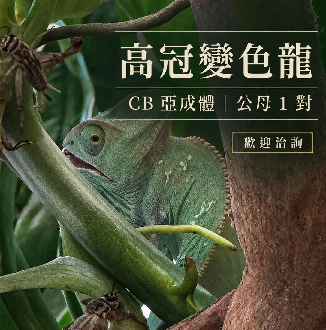 高冠變色龍，C B亞成體，公母1對，歡迎洽詢！