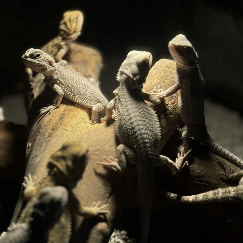 鬃獅蜥