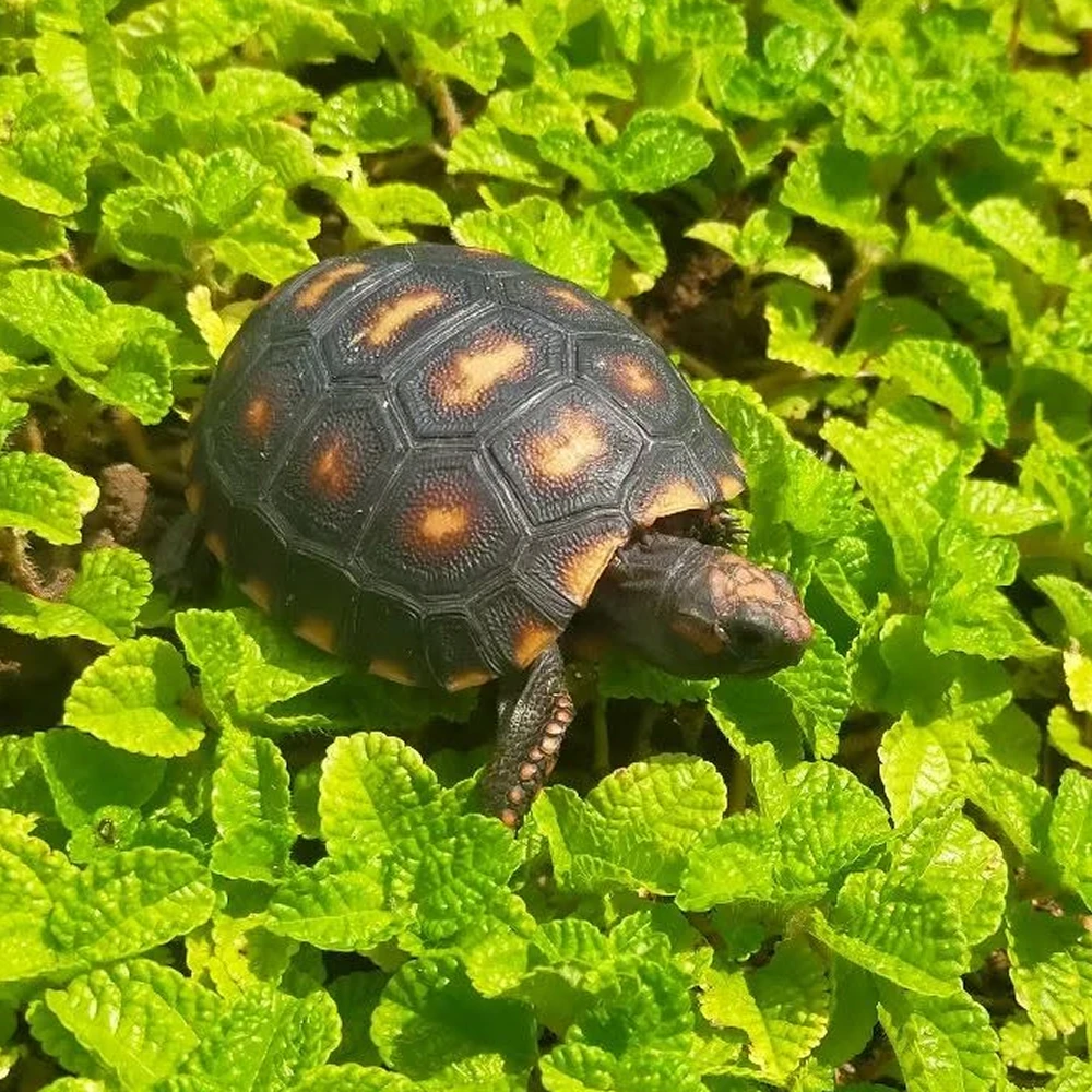 陸龜