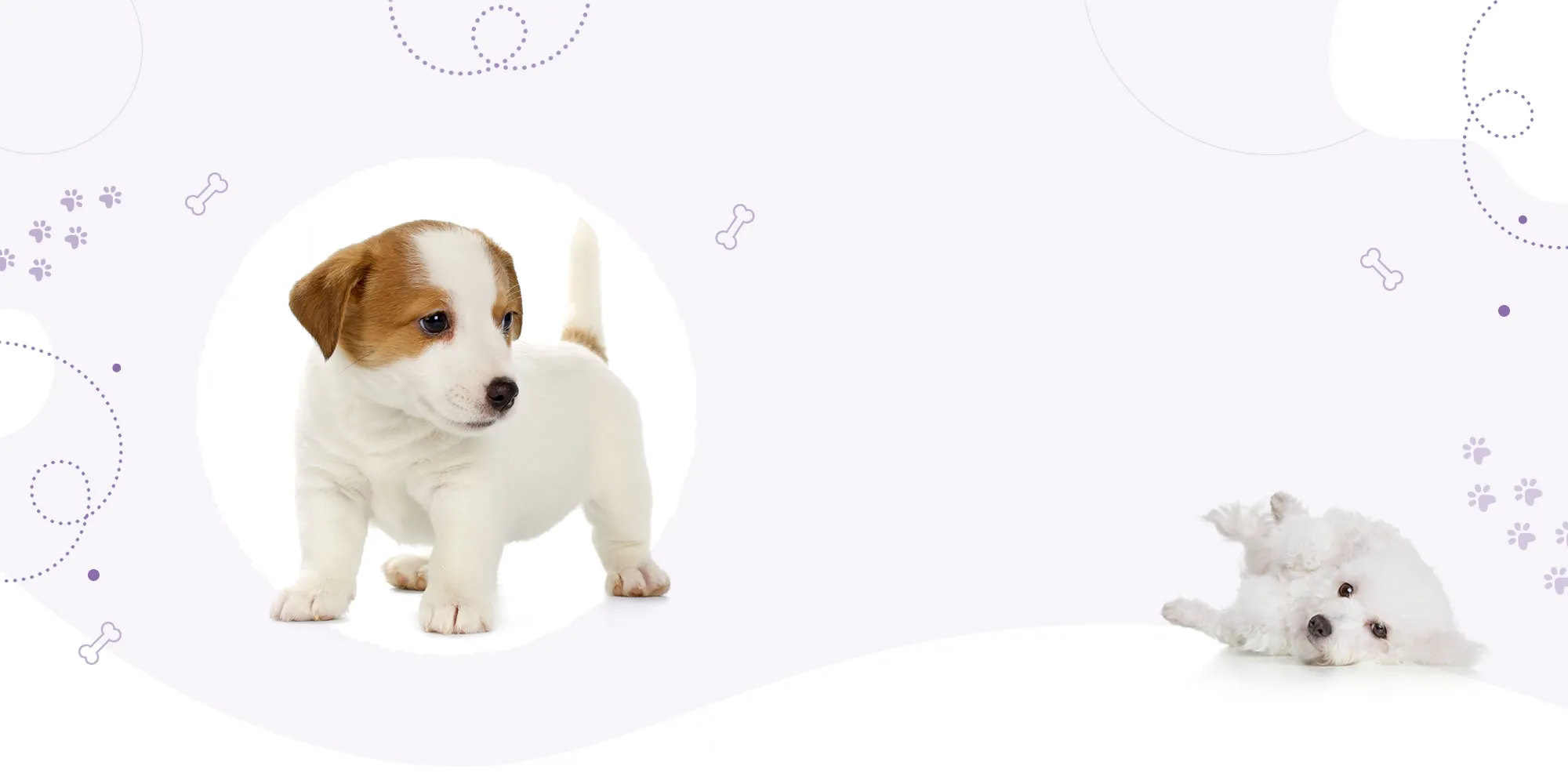 蘿莎寵物美容-寵物住宿,寵物美容,台中寵物住宿,北屯寵物美容