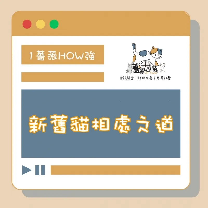 新舊貓相處法則