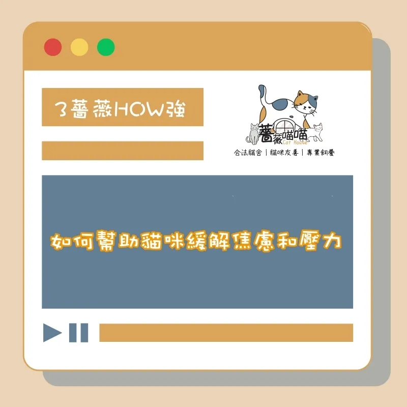 如何幫助貓咪緩解焦慮和壓力