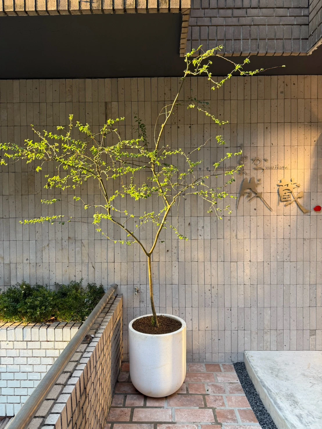 成蔵
