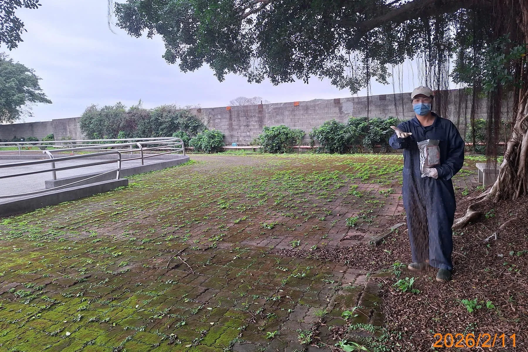 元智大學定期入侵紅火蟻防治