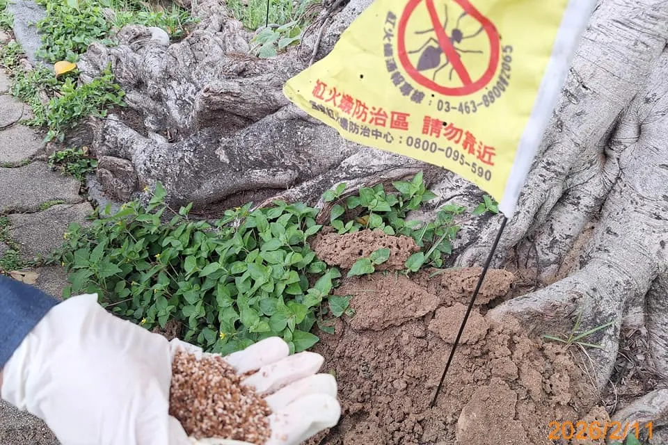 元智大學定期入侵紅火蟻防治