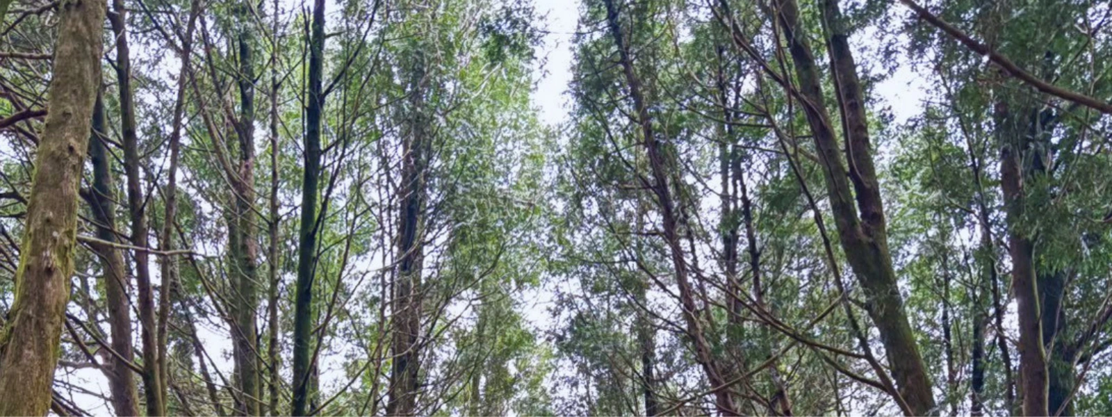 森活植樹日｜為土地種下一棵樹，延續永續生命的未來