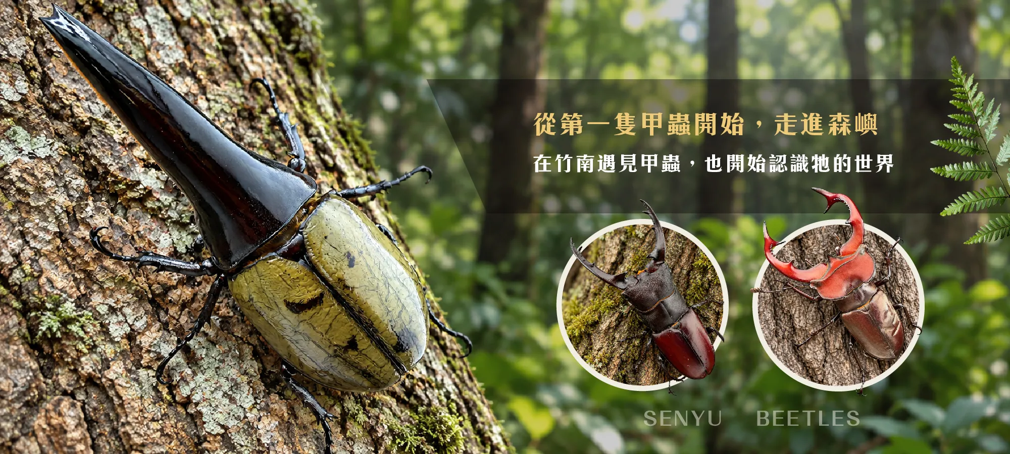 森嶼甲蟲昆蟲生態館｜甲蟲專賣,恆溫飼育空間租用,苗栗甲蟲專賣,竹南甲蟲專賣店