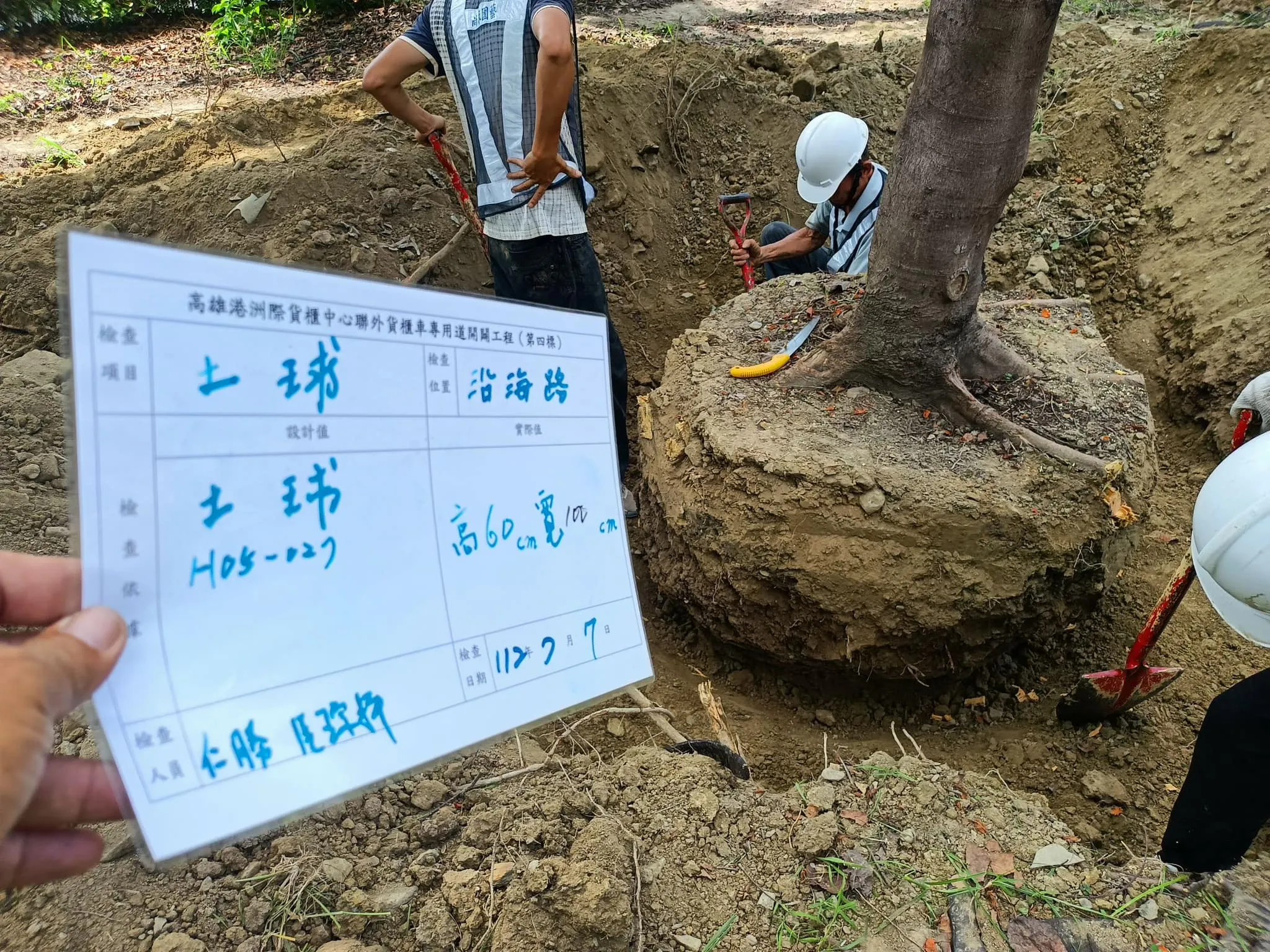 樹木斷根與移植+種植