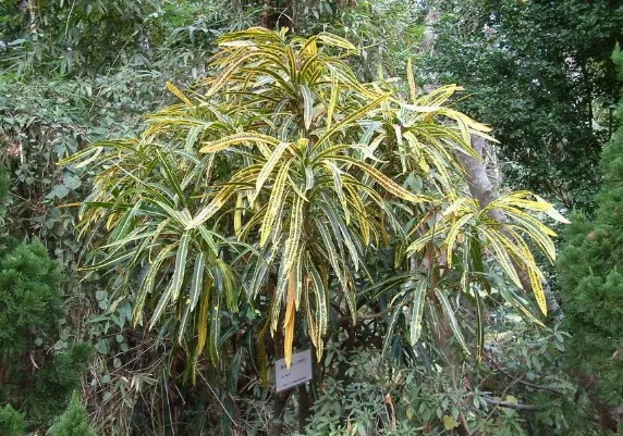 細葉變葉木