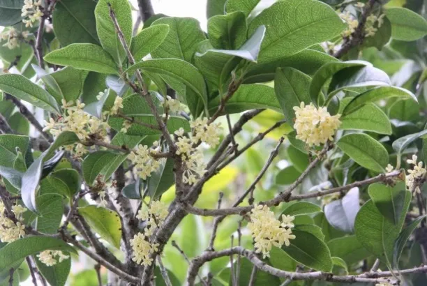 桂花