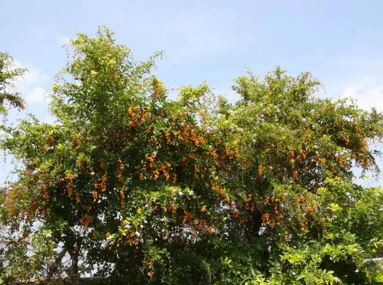 金露花