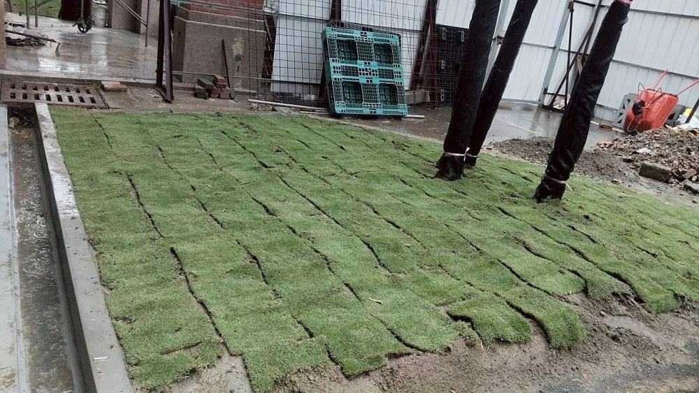 建興國中鋪草皮