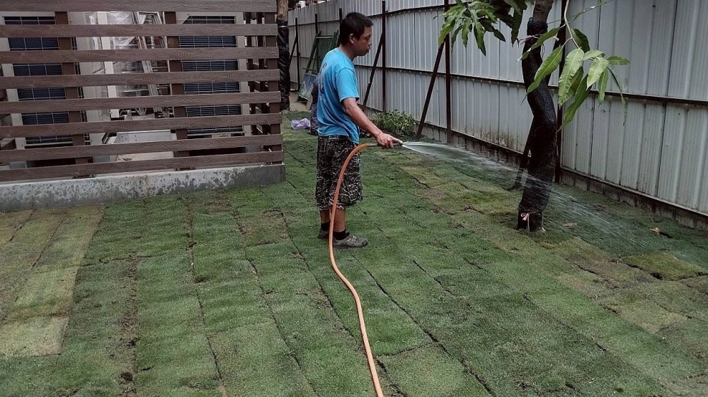 建興國中鋪草皮