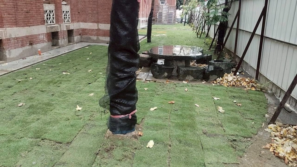 建興國中鋪草皮