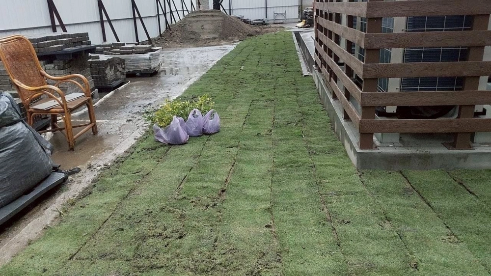 建興國中鋪草皮