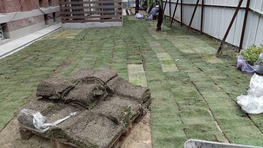 建興國中鋪草皮