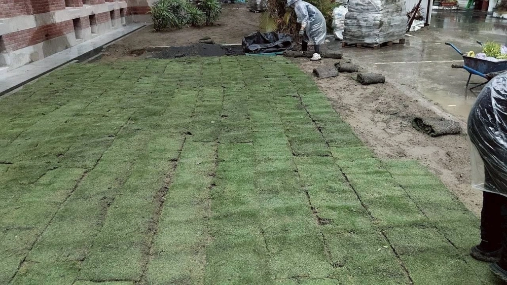 建興國中鋪草皮