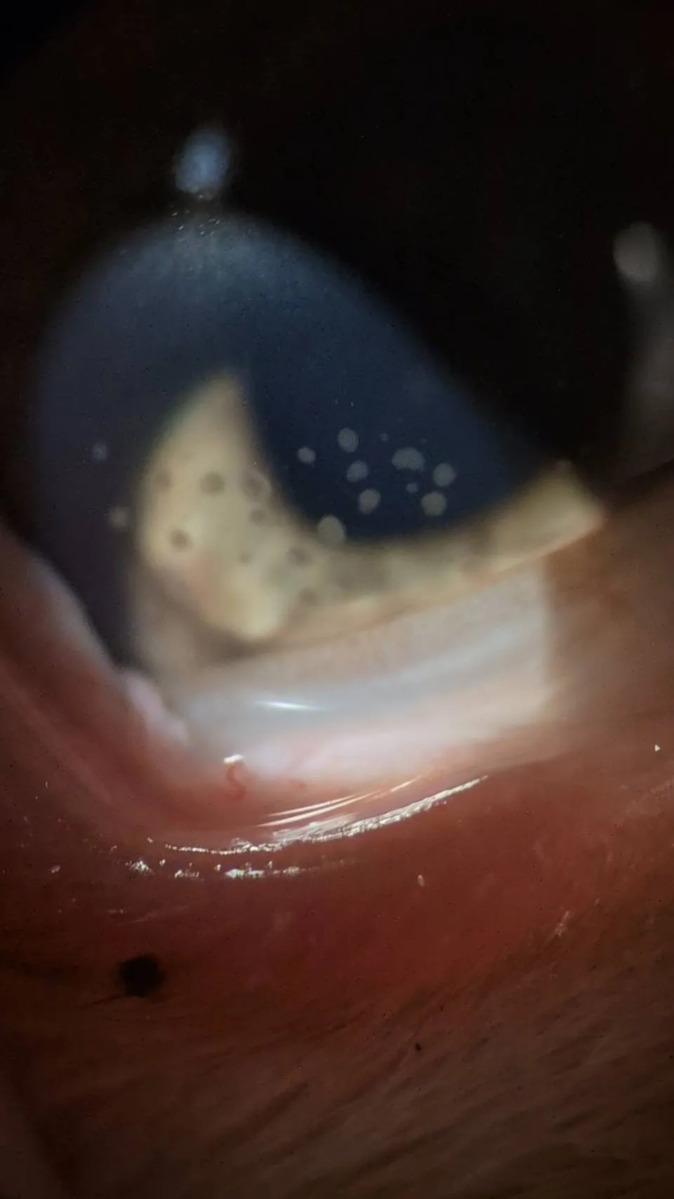 小貓葡萄膜炎常見原因