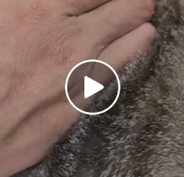 膝蓋的十字韌帶斷掉會蠻痛的 跛腳