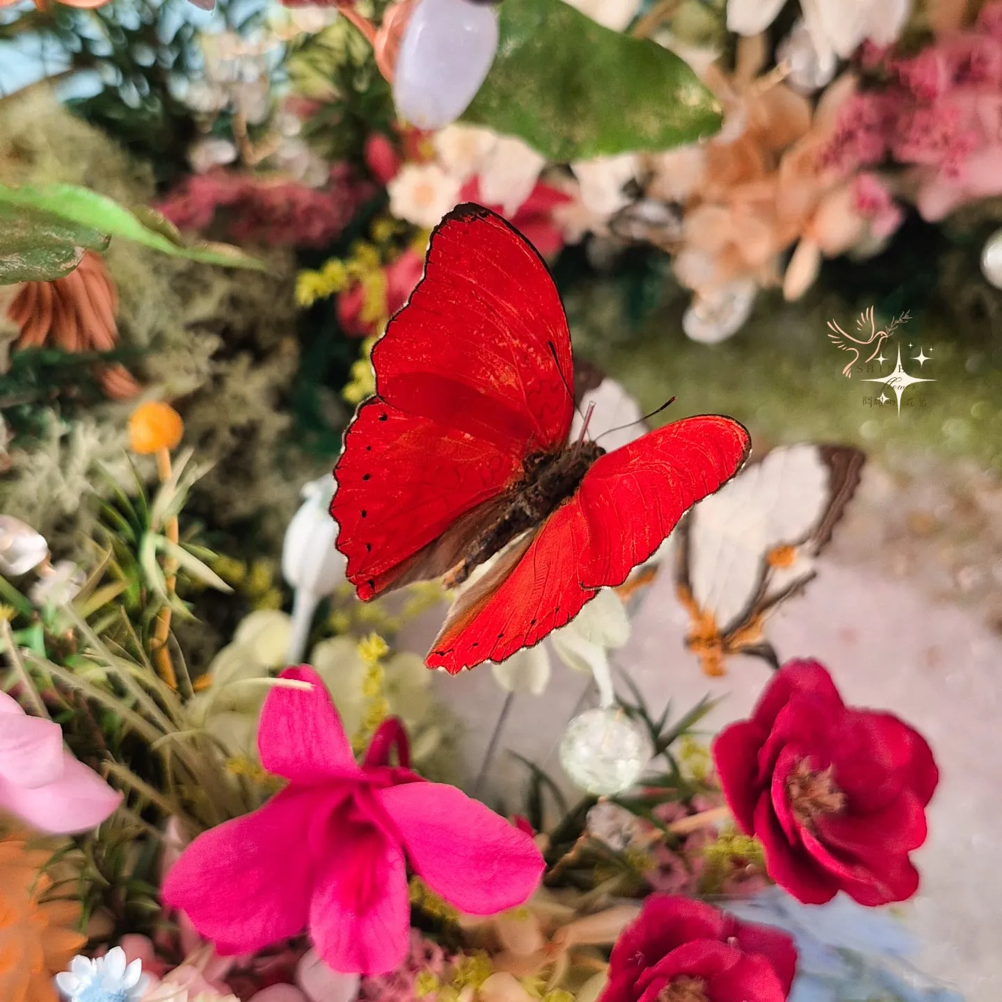血漪蛱蝶如火焰般展翅，她不是溫婉的陪襯