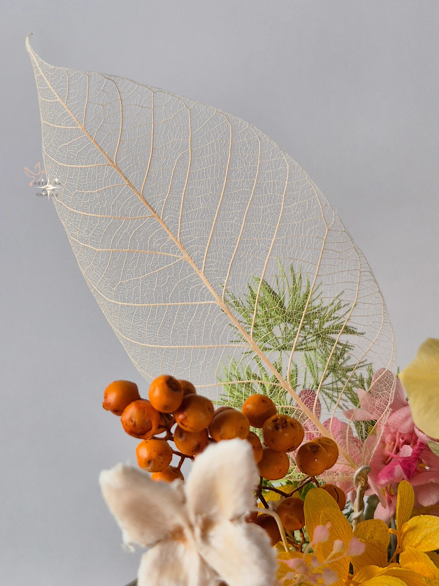 2026大理花新年盆花：花滿日常