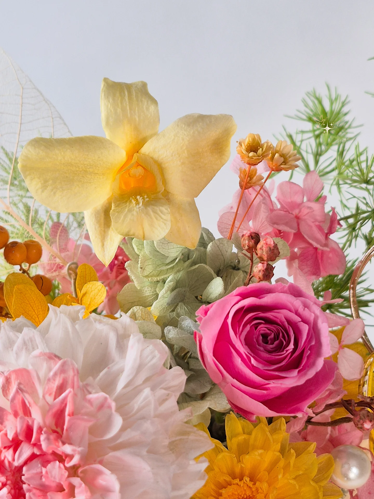 2026大理花新年盆花：花滿日常