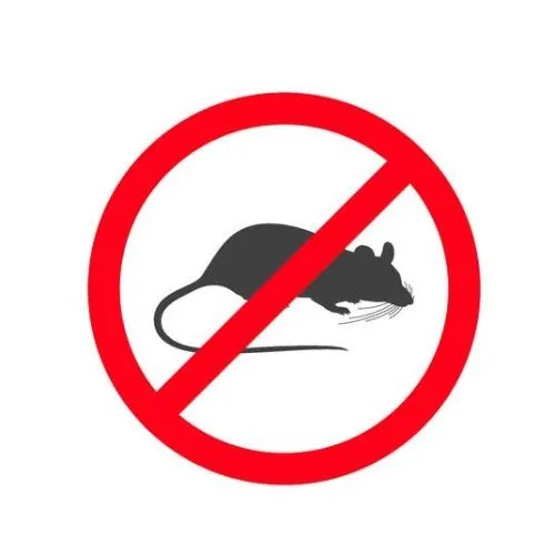 家裡出現老鼠一定要找滅鼠公司嗎？會不會越來越多？