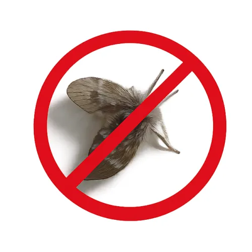 浴室一直出現小黑飛蟲是蛾蚋嗎？水管問題要怎麼處理？