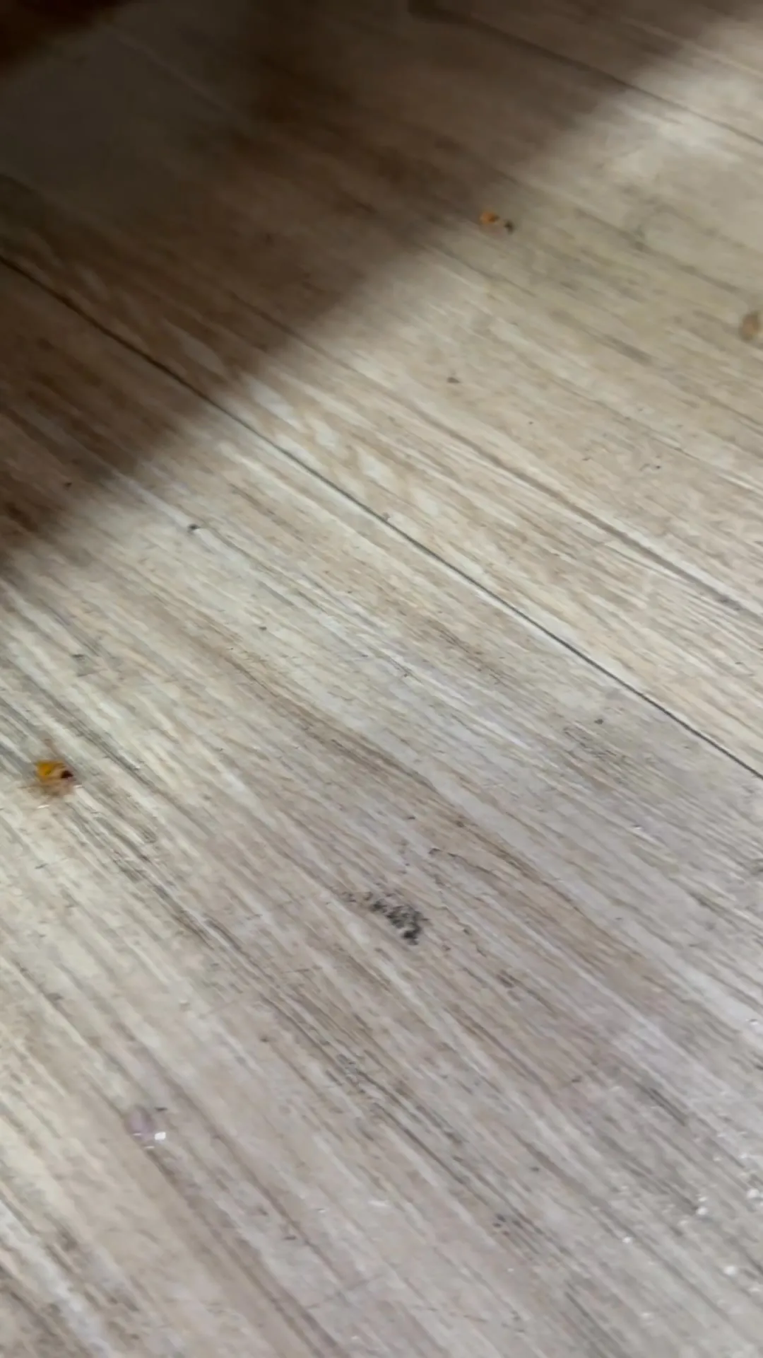 老闆～我店裡怎麼有很像德國蟑螂又不像德國蟑螂的蟲！