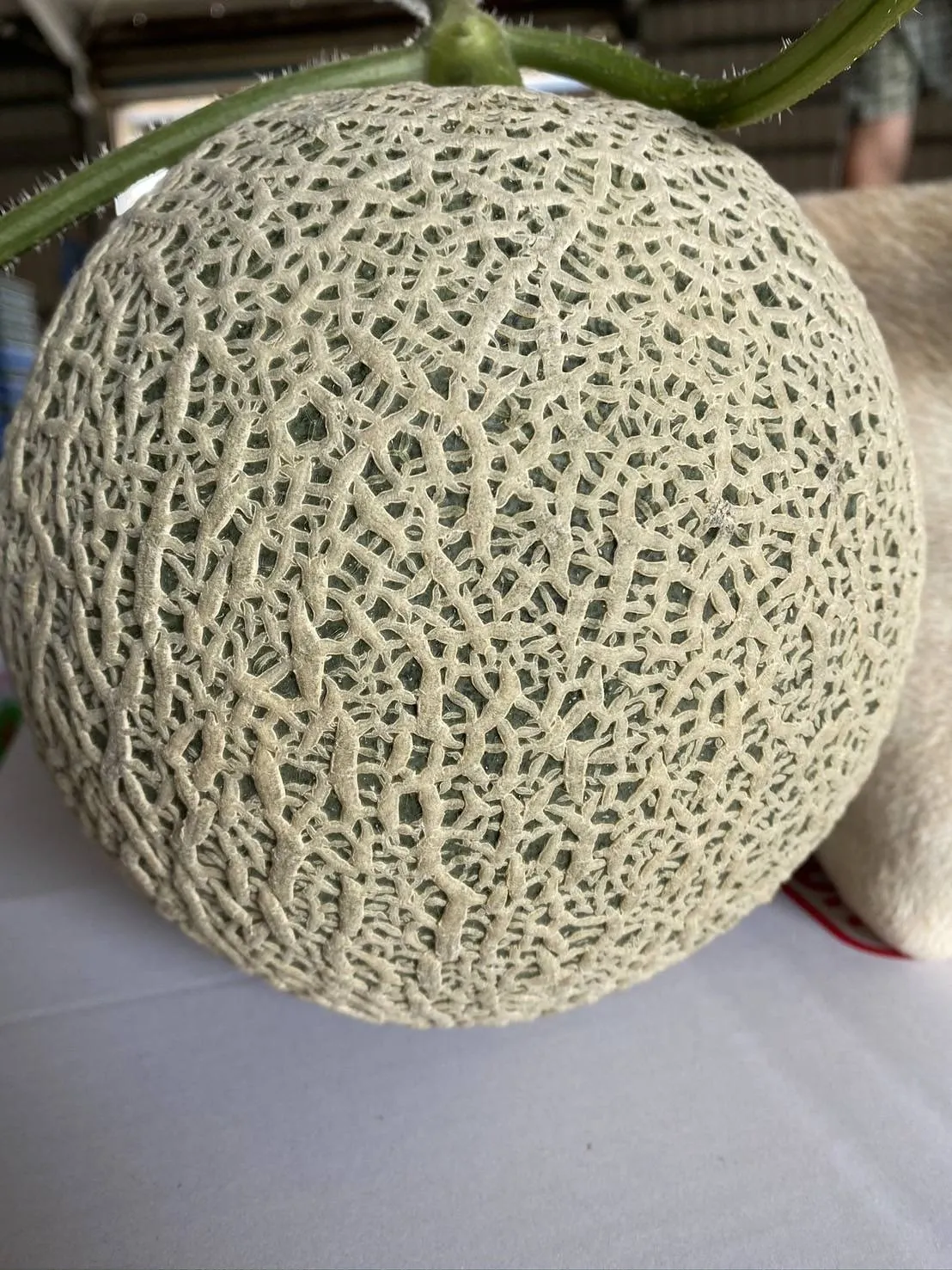 網紋哈蜜瓜 (含運費)