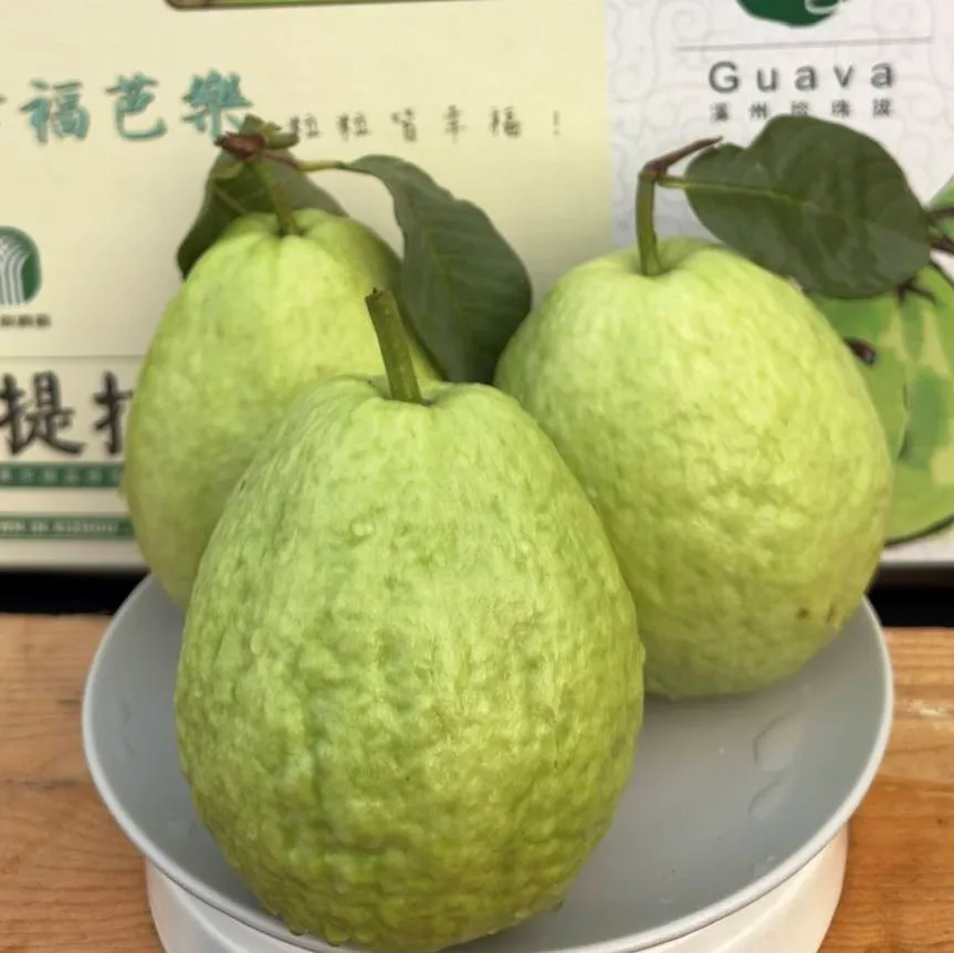 珍珠芭樂 20台斤(含運費)