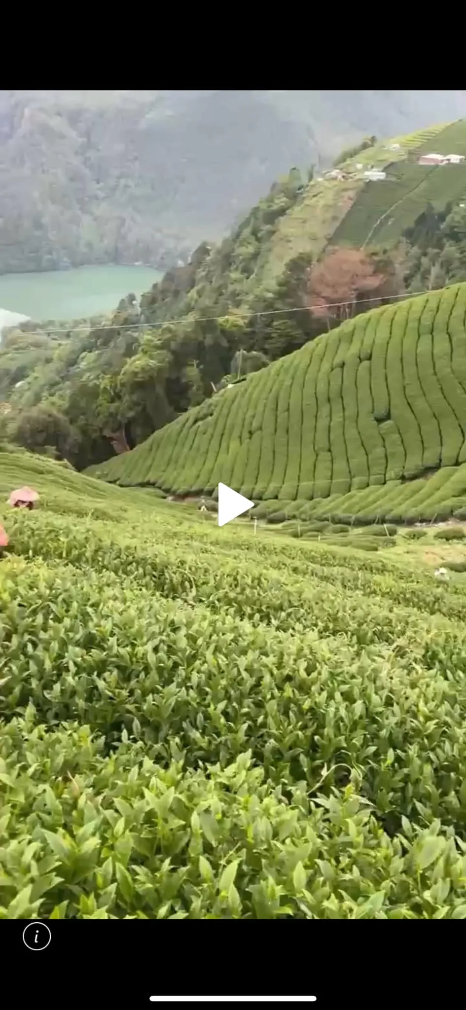 茶香氣有花香帶有蜜的香氣