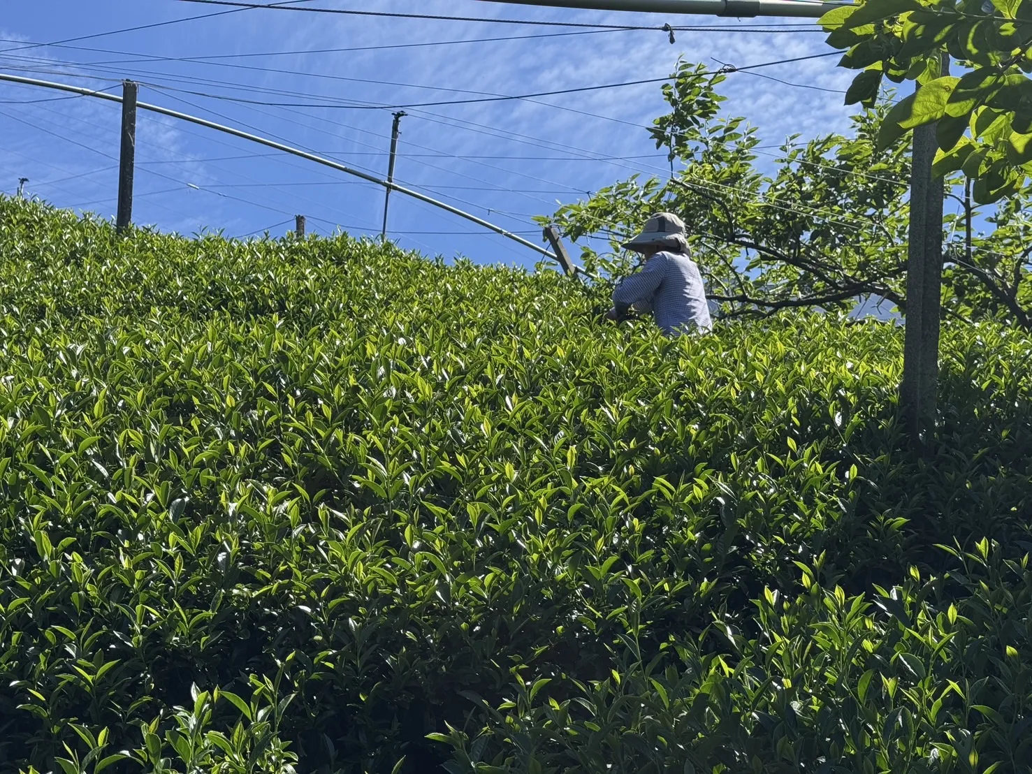 茶園紀錄｜茶葉訂購｜高雄茶葉訂購