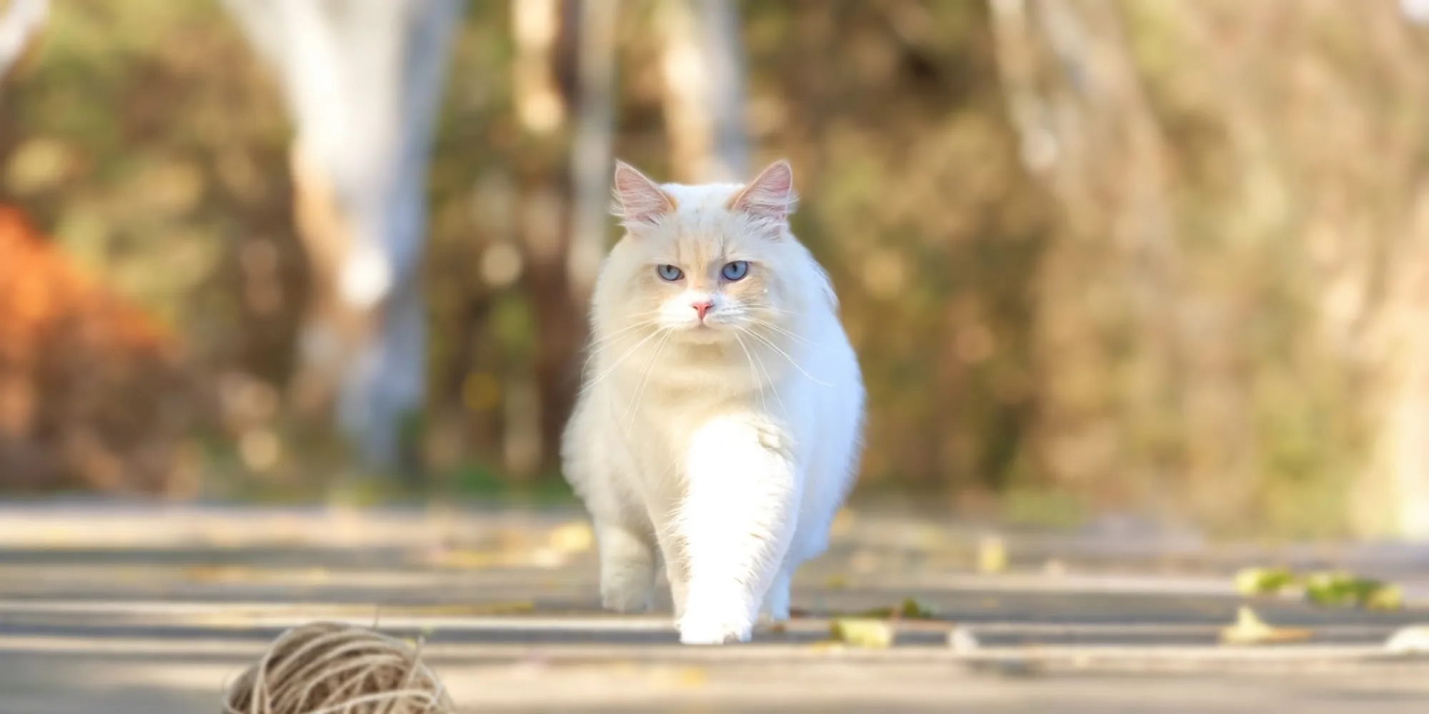 微笑西伯利亞貓舍-貓舍,貓舍推薦,西伯利亞貓,苗栗貓舍,苗栗貓舍推薦,頭份貓舍